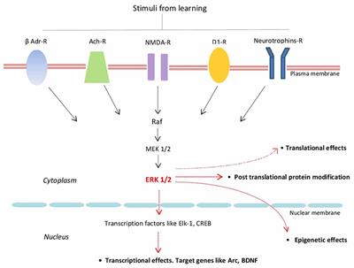ERK1/2: A Key Cellular Component for the Formation, Retrieval, Reconsolidation and Persistence of Memory